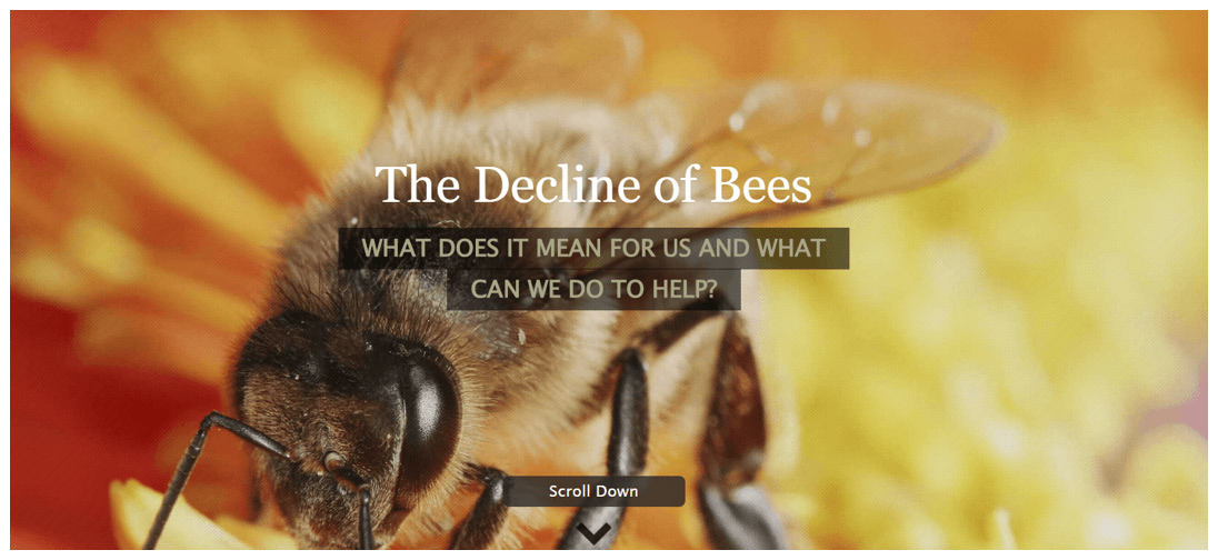 The Decline of Bees